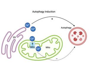 Modulation of cellular recycling by calcium ion dynamics across ...