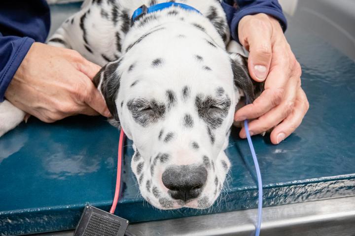 Puppy Test