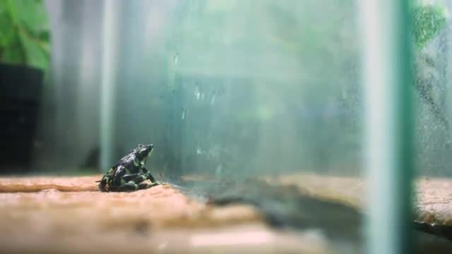The Silence of the Frogs: Longcore, Lamirande, Nichols, Pessier, 2017 Golden Goose Award