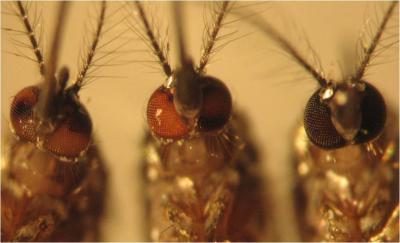 Mosquito Eyes
