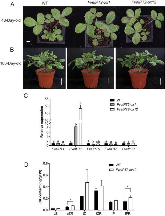 Turning up a basic gene makes strawberries richer in pigments and scents