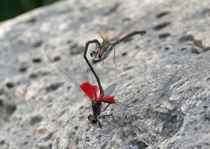 Male and Female Damselfly