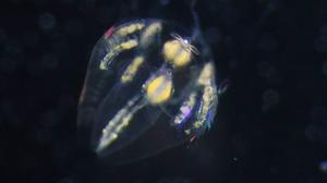 A ctenophore larva