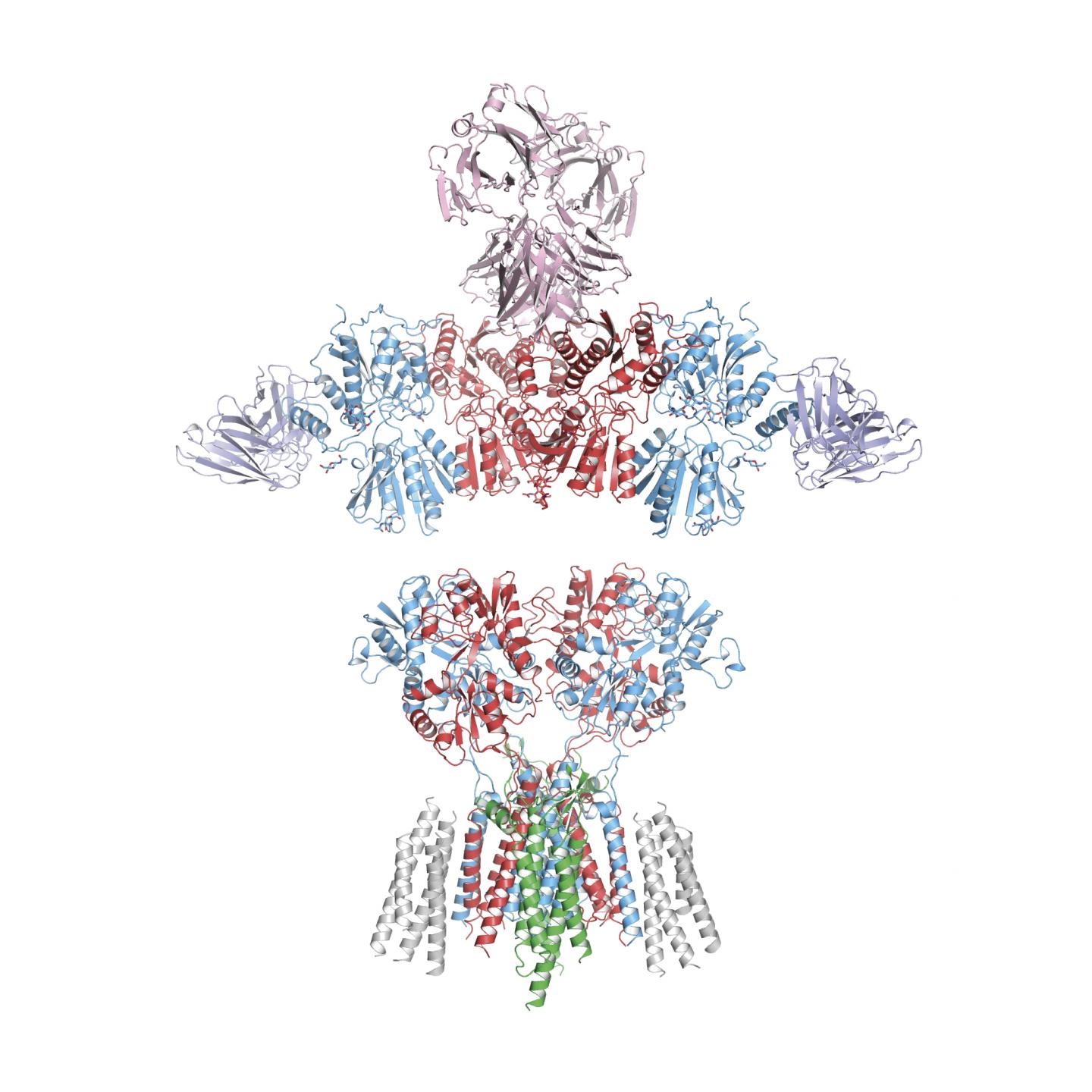 AMPA Receptor