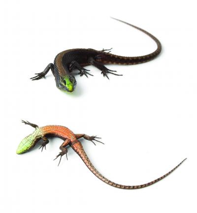 <i>Alopoglossus viridiceps</i>