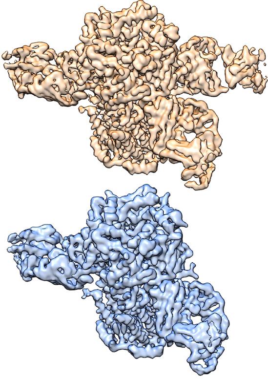 Nicotine Receptor