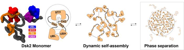 Yeast protein Dsk2
