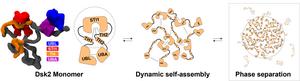 Yeast protein Dsk2