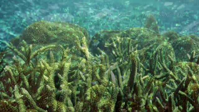 Ocean Acidification in Florida