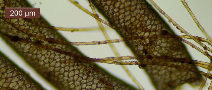 A Microscopic Image Of Deer Fur