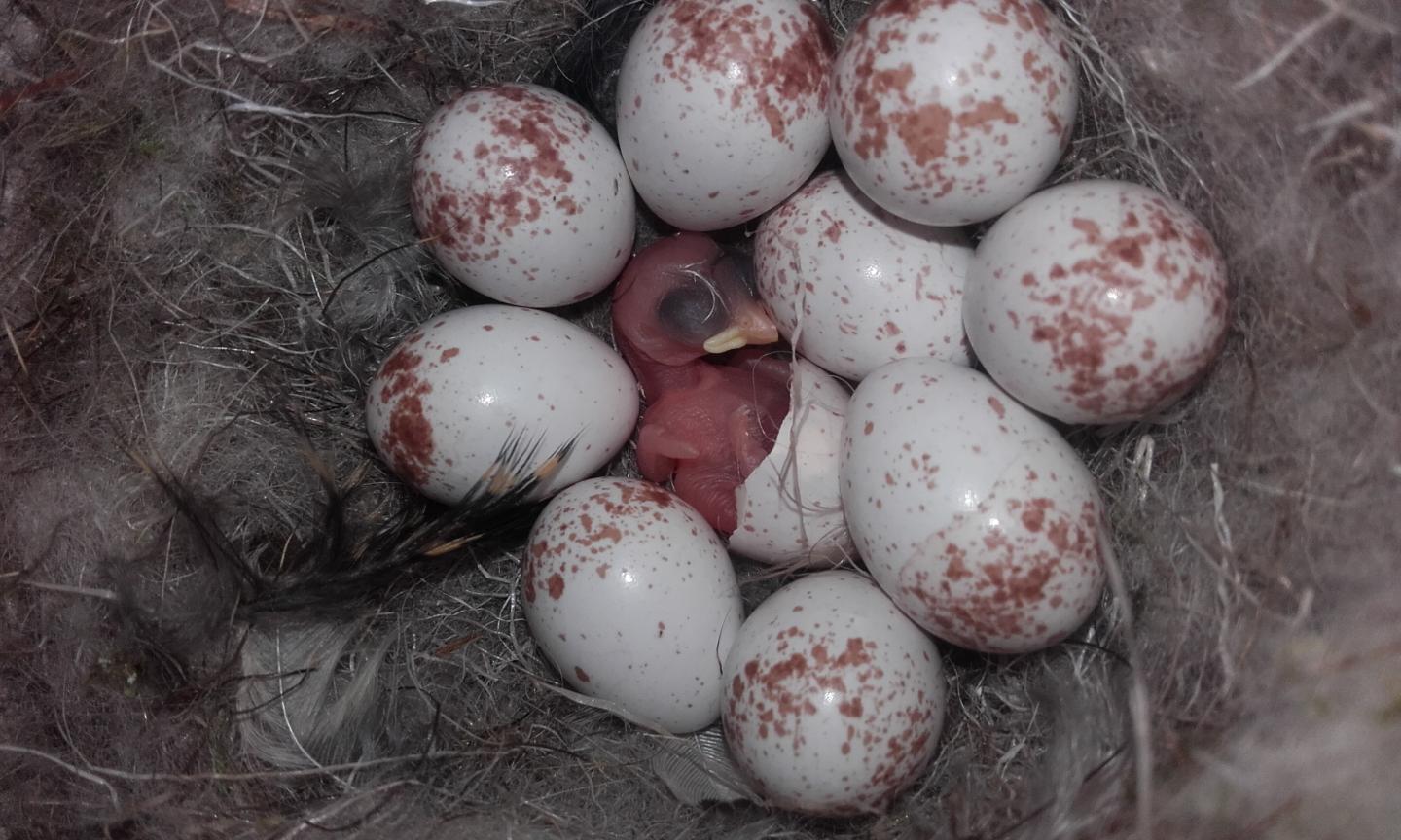 Blue Tit Chick