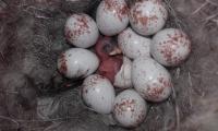 Blue Tit Chick