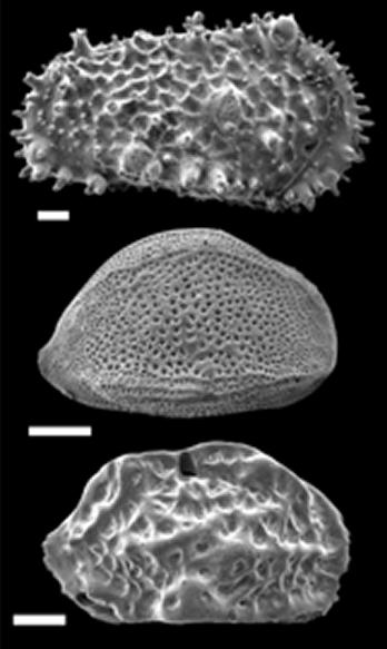 Fossils