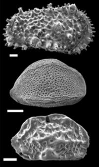 Fossils