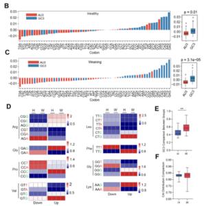 Weaning stress rewires immune translation through GC-rich codons and gut microbes in piglets