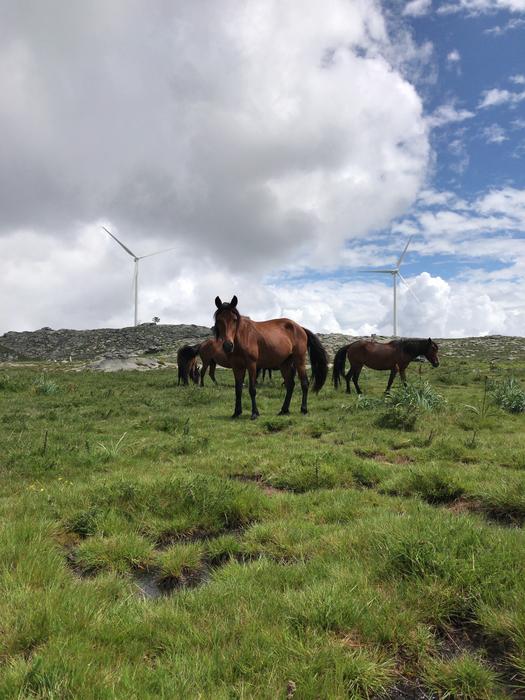 Garrano horses in Serra D’Arga, Portugal