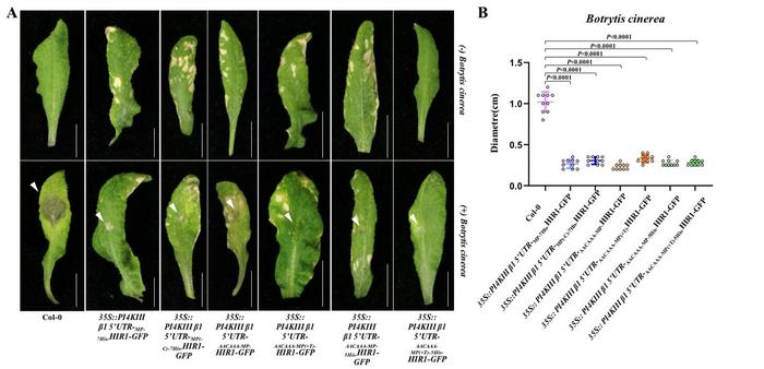 Specific translation shift allows engineered plant disease resistance without fitness costs