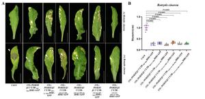 Specific translation shift allows engineered plant disease resistance without fitness costs