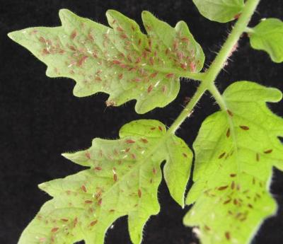 Aphids on Leaves