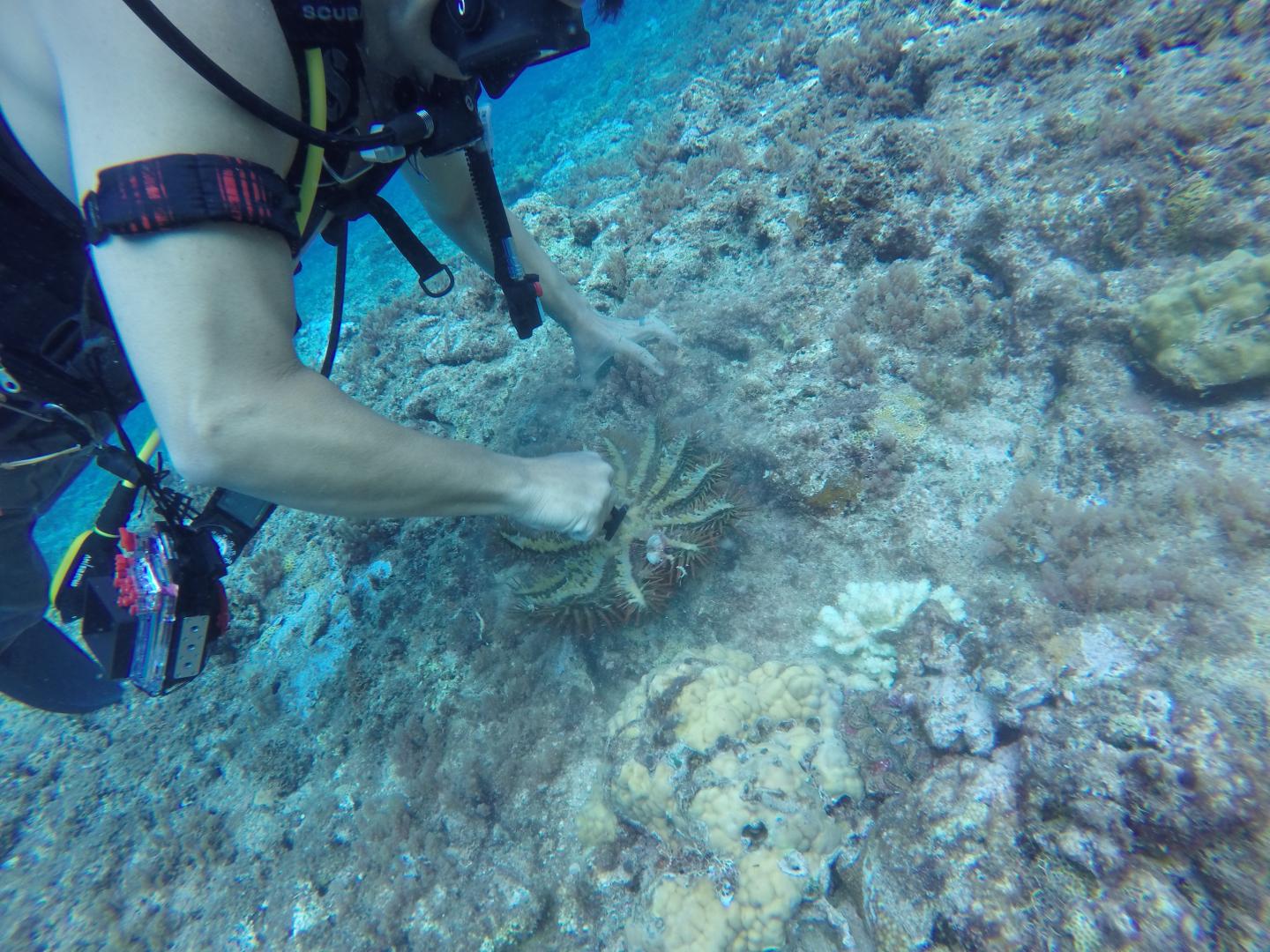 Marine Sponge