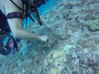 Marine Sponge