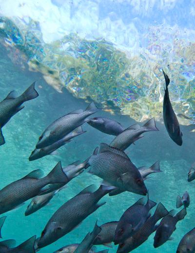 Gray Snapper