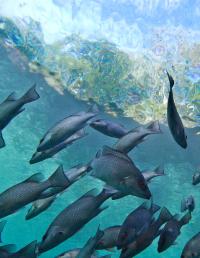 Gray Snapper