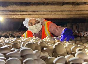 Mushroom farm