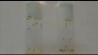 Hect Video