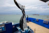 Whale watching 4