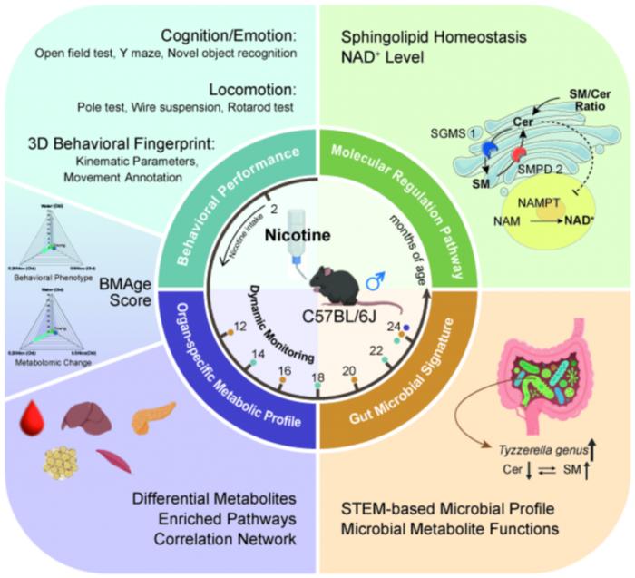 Summary diagram of the study
