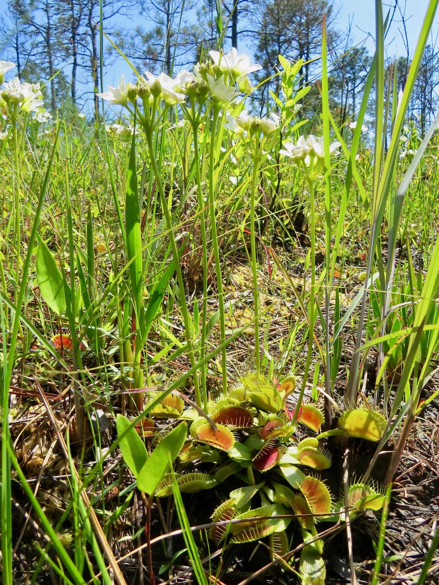 Venus Flytraps in Their Native Habitat