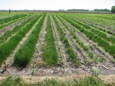 Agronomy Farm