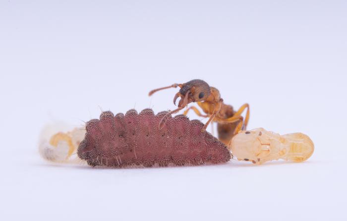 Phengaris teleius caterpillar being care for by its host ant, Myrmica scabrinodis