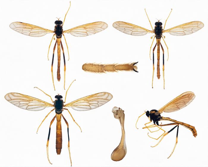 Morphological characters of Vermitigris tsangyanggyatso sp. nov.