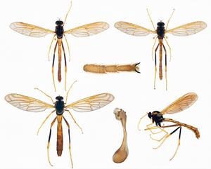 Morphological characters of Vermitigris tsangyanggyatso sp. nov.