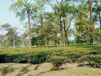 Tea Plantation