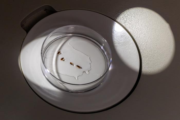 Flea research lab