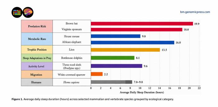 Average daily sleep duration (hours) across selected mammalian and vertebrate species grouped by ecological category.