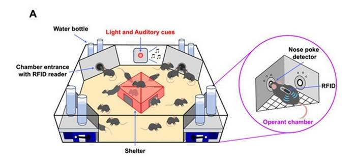 IntelliCage system to assess schizophrenia-like behaviors in a mouse model