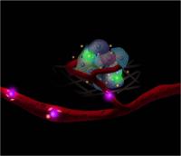 Novel Technology Improves Cellular Interaction Monitoring