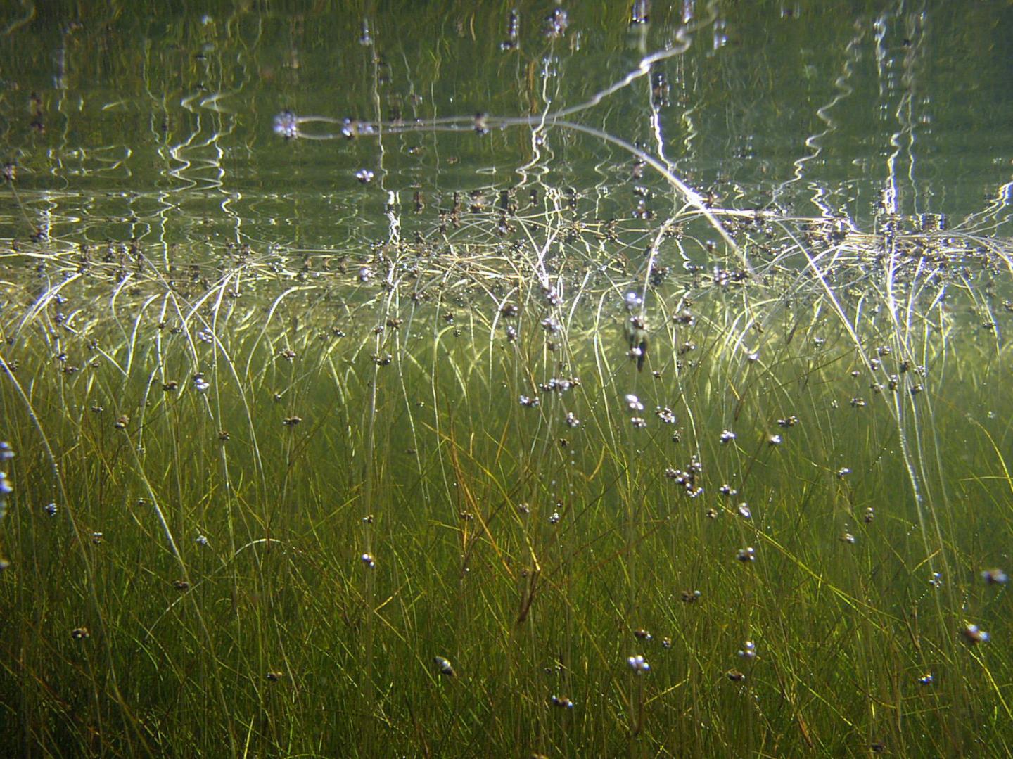 Catchment Geology Rules Freshwater Plant Communities (5 of 14)
