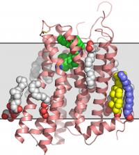 GPCR (3 of 3)
