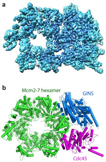 CMG Helicase Structure