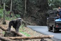 Macaque 3