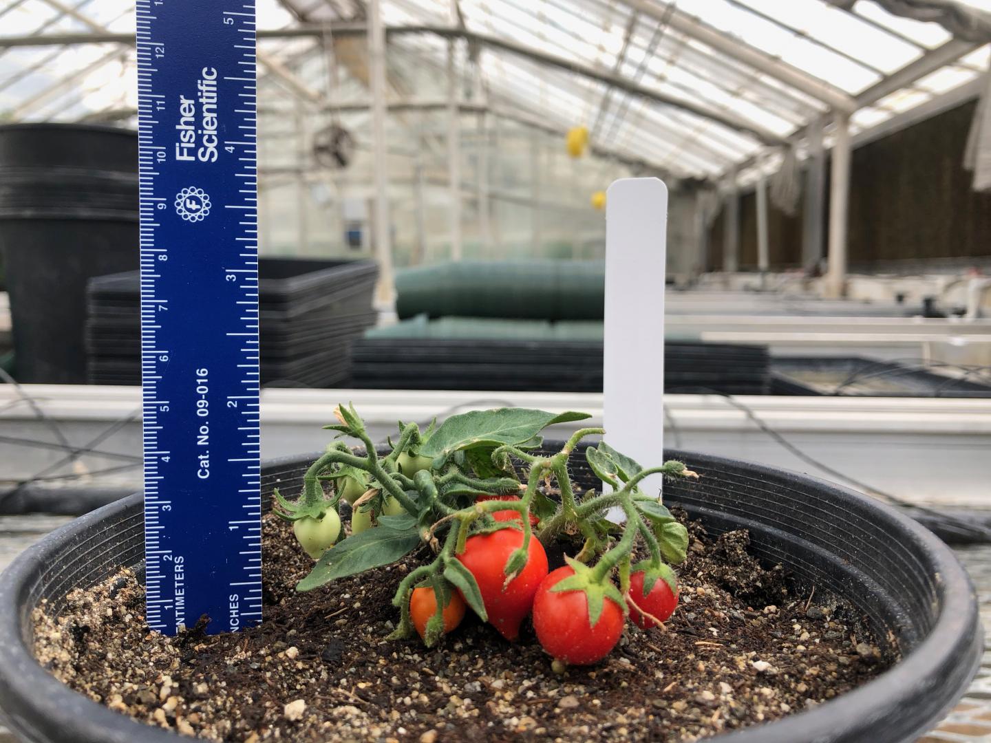 SPACE Tomatoes
