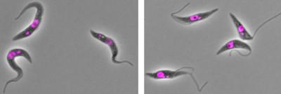 <i>T. brucei</i> Parasites
