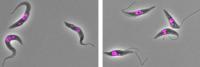 <i>T. brucei</i> Parasites