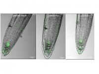 Tracking cell-type-specific auxin-dependent root skewing. Green: DR5:VENUS (auxin response marker). Credit to Lukas Hoermayer (IST Friml lab)