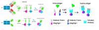 Optogenetically Activated Intracellular Antibody (Optobody)